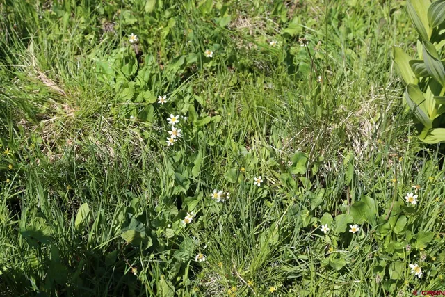 a view of a plant in a garden