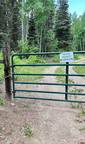a view of a dry yard with large trees