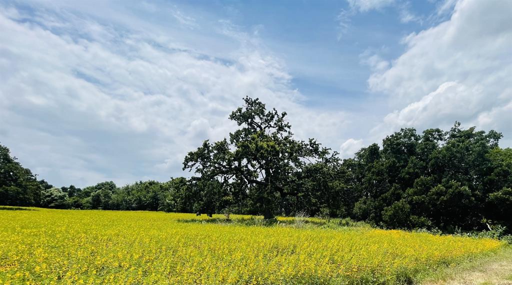 1037 Gonzollas Road Springtown, TX 76082 - Photo 12 of 19 a view of yard with swimming pool and trees in the background