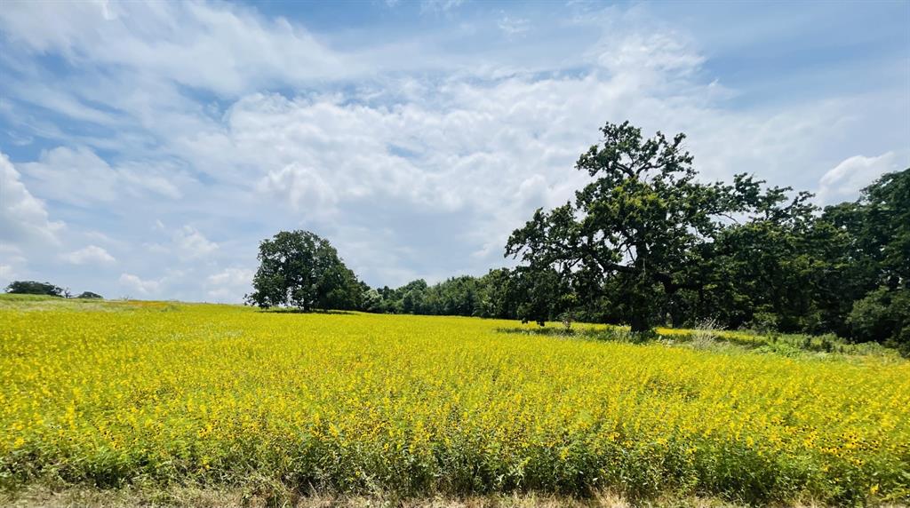 1037 Gonzollas Road Springtown, TX 76082 - Photo 13 of 19 a view of yard with swimming pool and outdoor seating