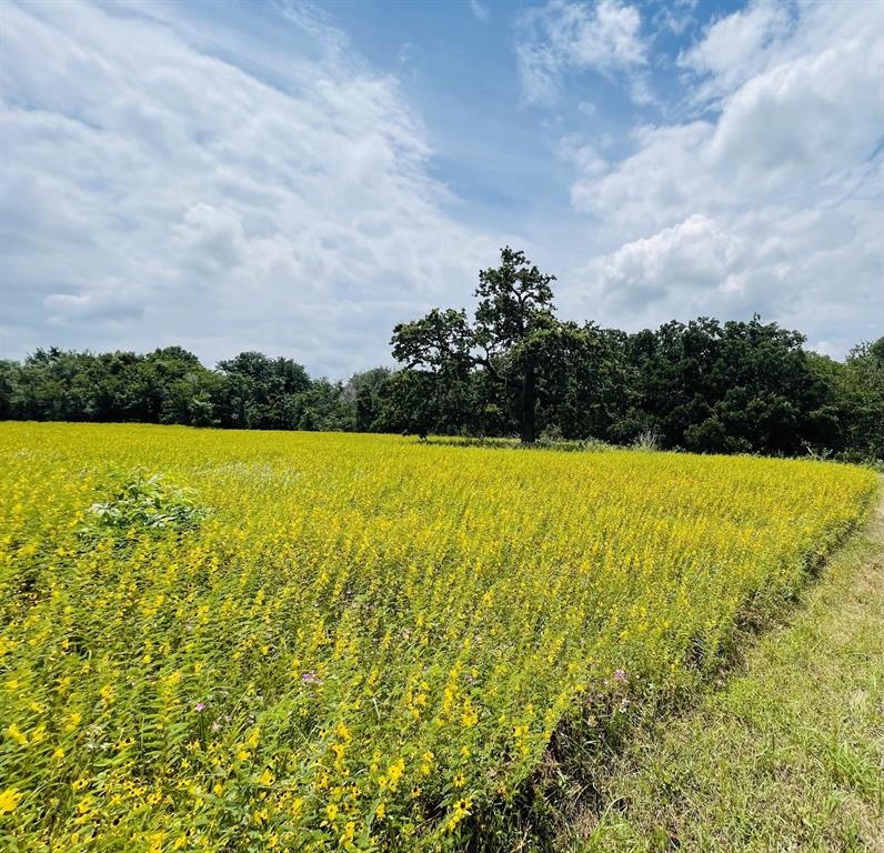 1037 Gonzollas Road Springtown, TX 76082 - Photo 14 of 19 a view of yard with swimming pool and mountain in the back