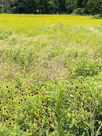 a view of grassy field with trees