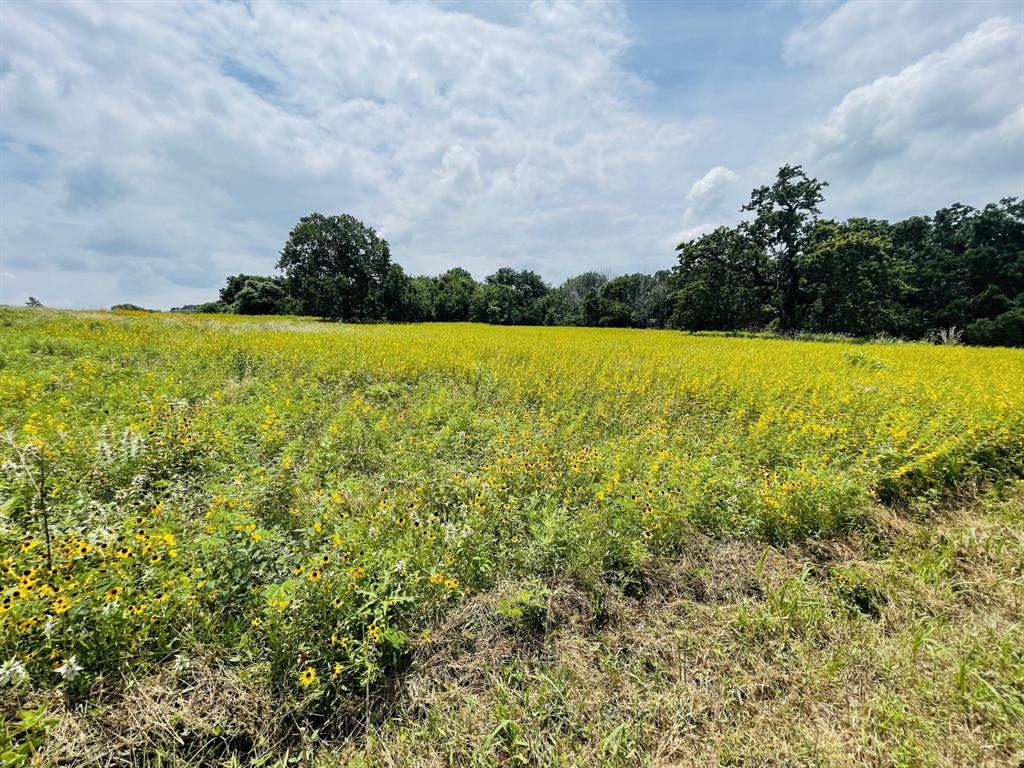1037 Gonzollas Road Springtown, TX 76082 - Photo 10 of 19 a view of outdoor space and yard