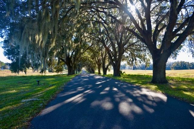 11750 Southeast 22nd Ave Road Ocala, FL 34480 - Photo 5 of 5 a view of a trees with a yard