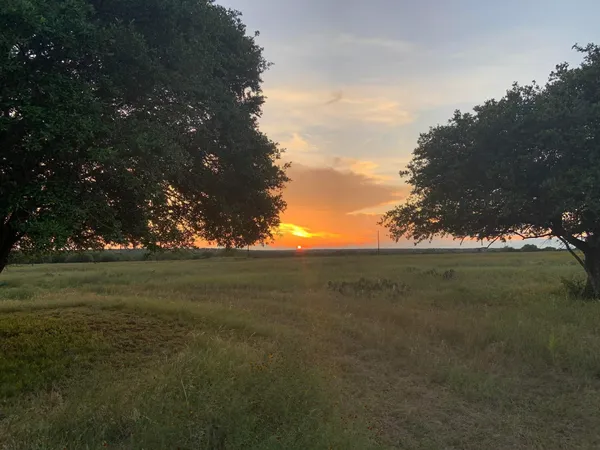 a view of field with large trees