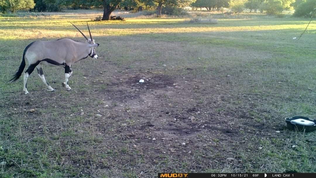 153 High Point Drive Kempner, TX 76539 - Photo 3 of 6