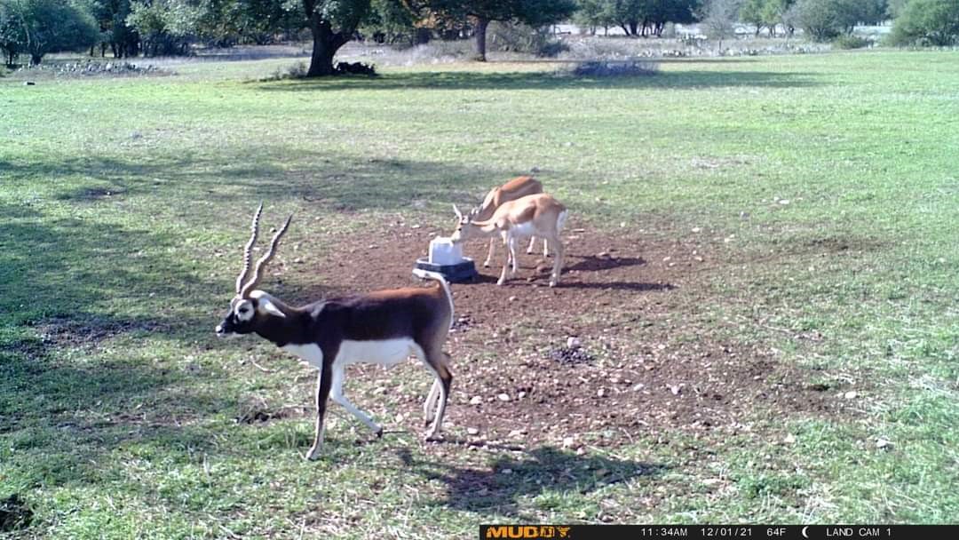 153 High Point Drive Kempner, TX 76539 - Photo 4 of 6