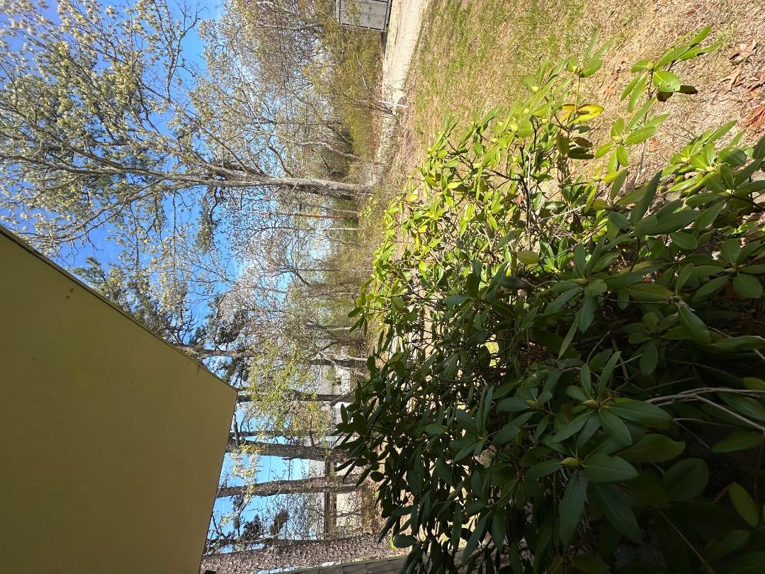 90 17th Street North Edgartown, MA 02539 - Photo 3 of 3 a view of a bunch of flowers