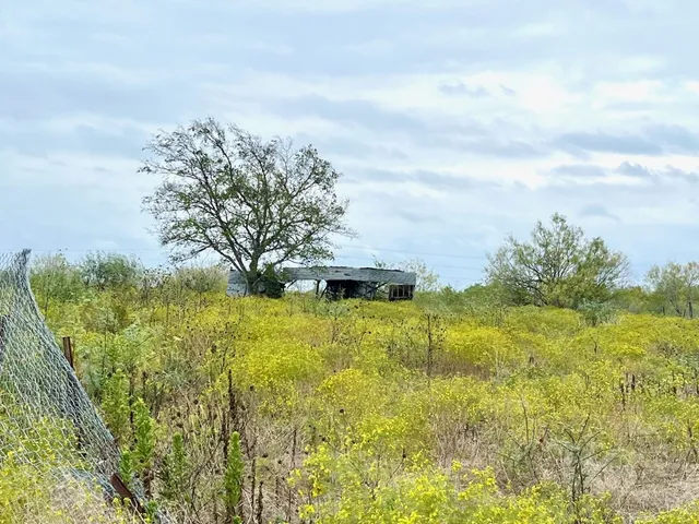 a view of a big yard with potted plants and large tree