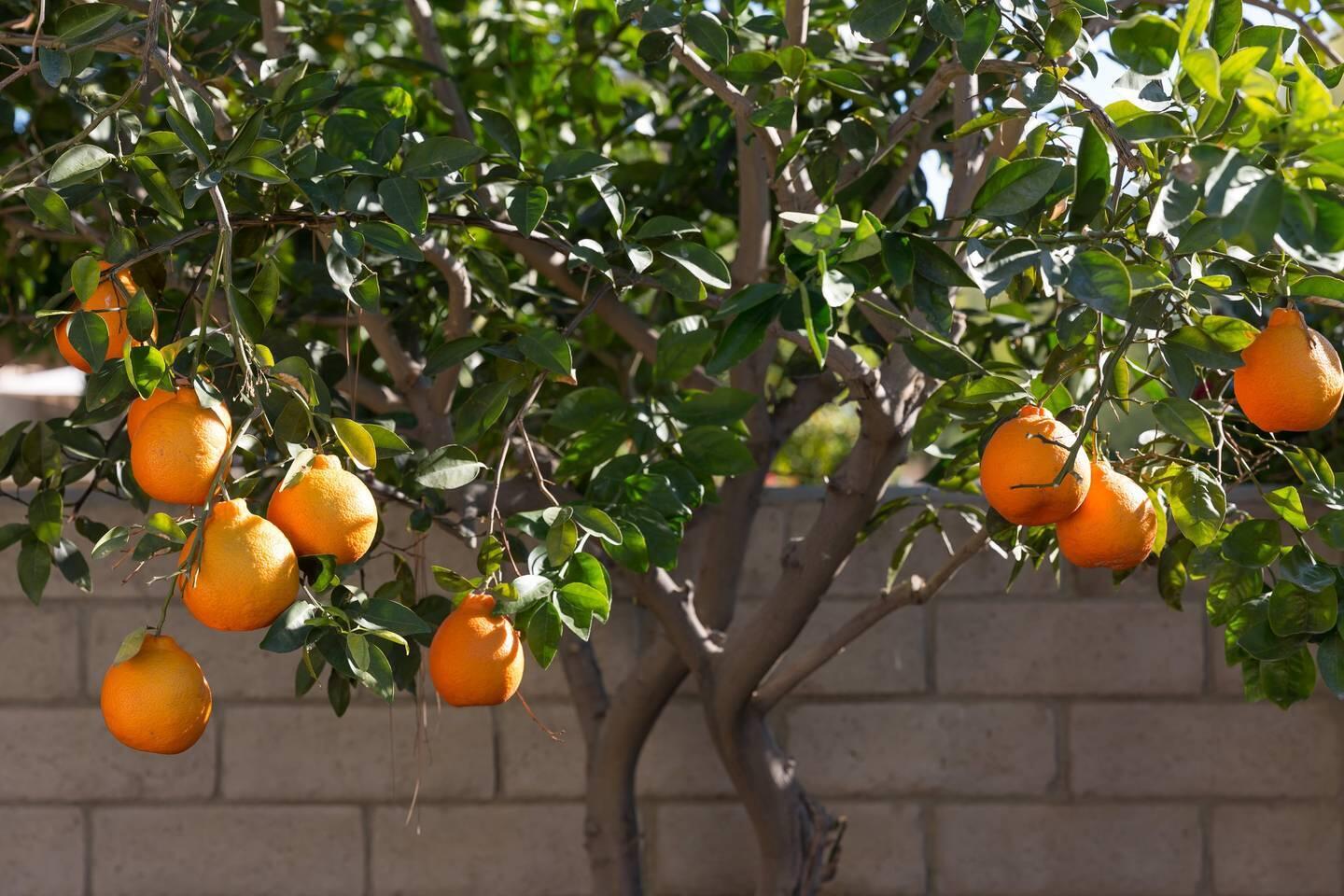 82191 Waring Way Indio, CA 92201 - Photo 39 of 42 a picture of tree