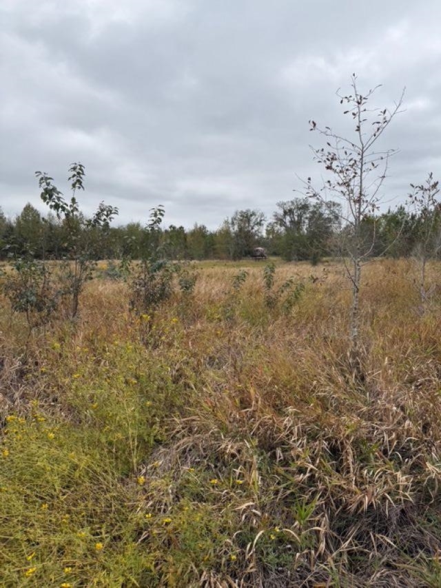 4900 Northwest Flowers Road Madison, FL 32340 - Photo 21 of 30