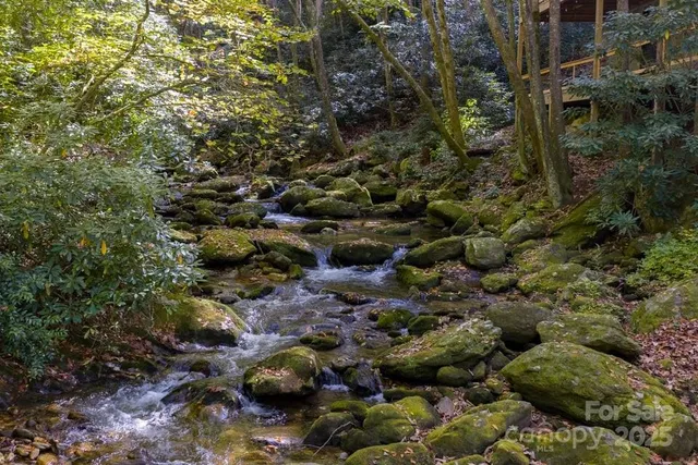 a view of a forest with a tree