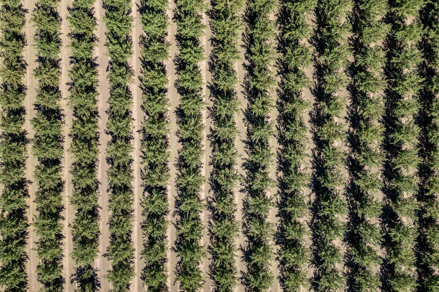 a close up of a plant