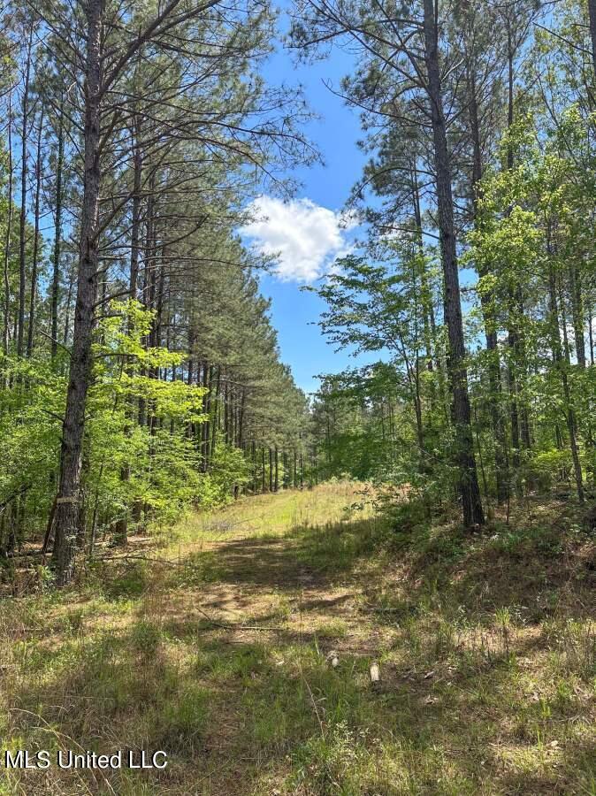 2078 Little Rock Road Crystal Springs, MS 39059 - Photo 1 of 21 Pine timber