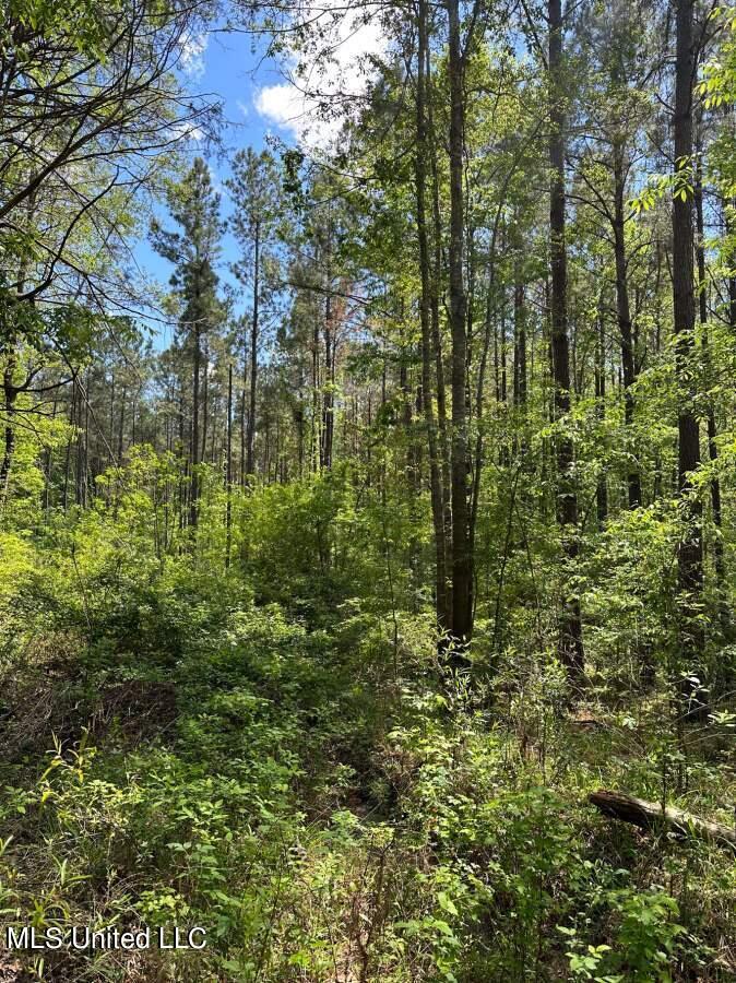 2078 Little Rock Road Crystal Springs, MS 39059 - Photo 6 of 21 Copiah 41-5