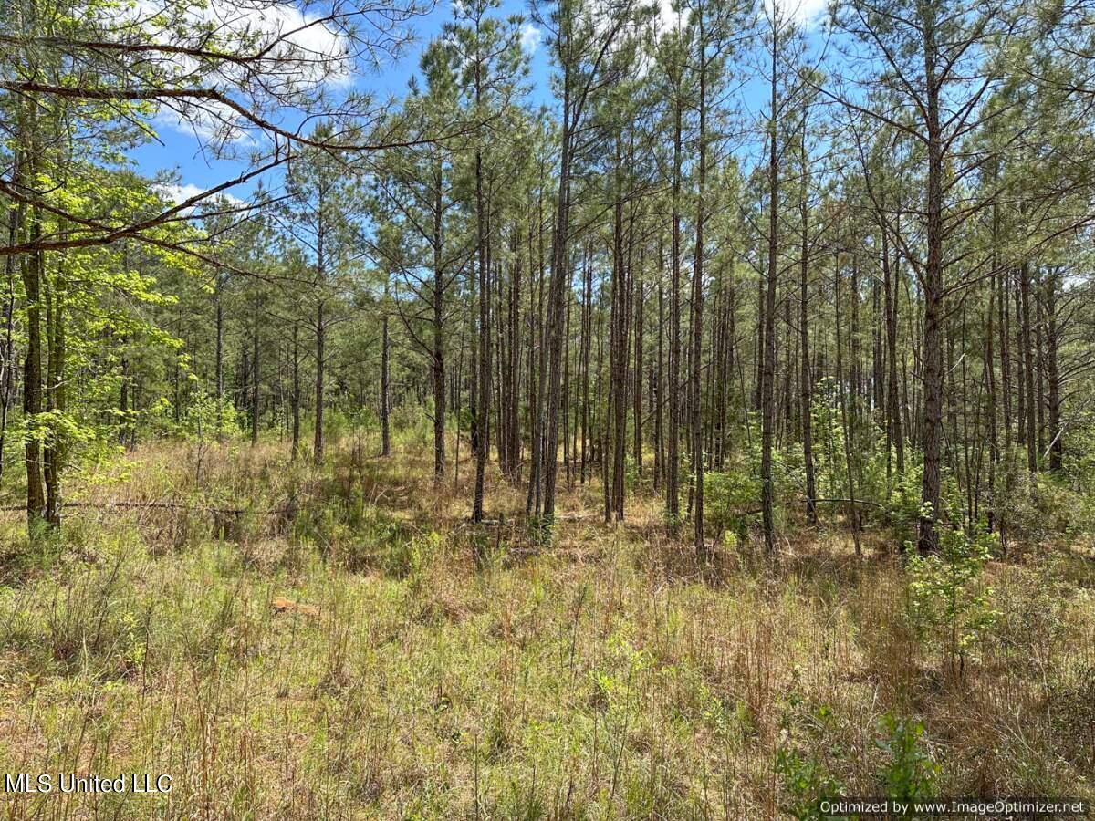 2078 Little Rock Road Crystal Springs, MS 39059 - Photo 8 of 21 Copiah 41-7
