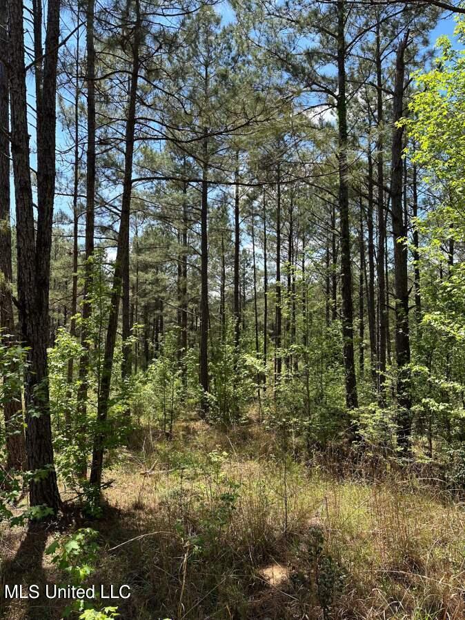2078 Little Rock Road Crystal Springs, MS 39059 - Photo 9 of 21 Copiah 41-8