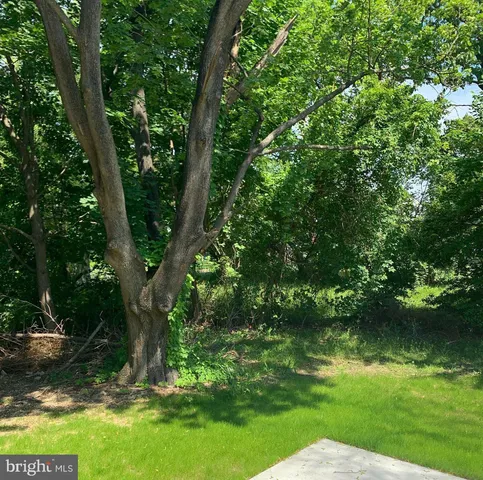 a view of a garden with a tree