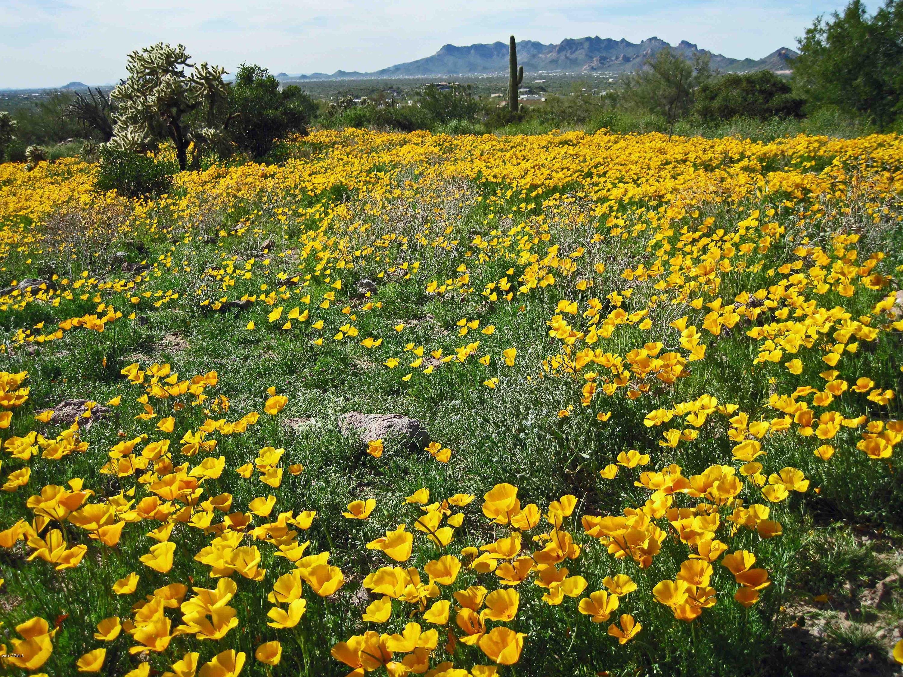 1900 North Barkley Road Apache Junction, AZ 85119 - Photo 34 of 45 Spring Poppies 8