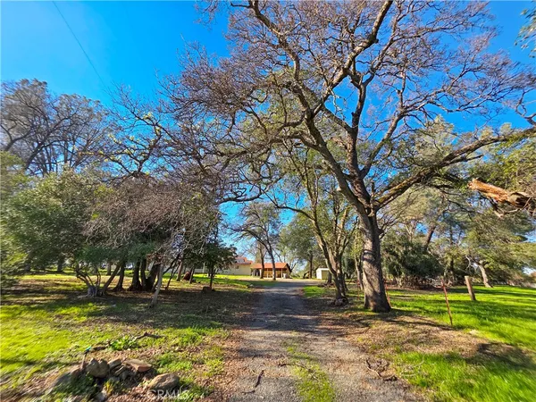 a view of a yard with plants and trees