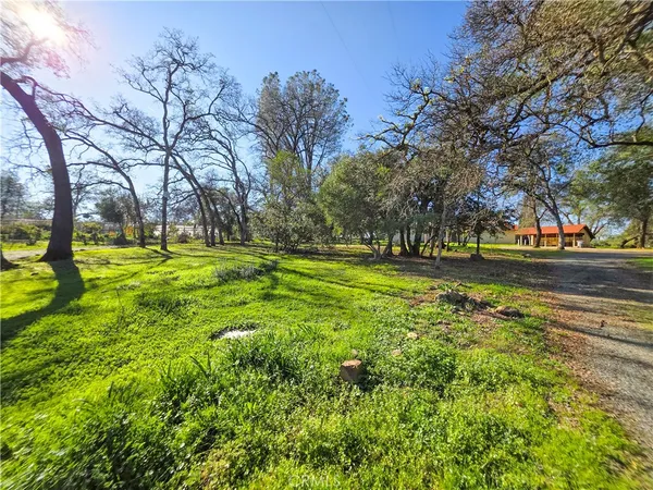 a view of a park with large trees