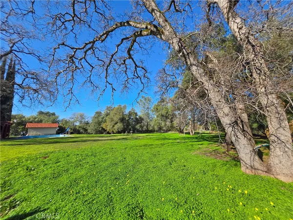 a view of a trees with a yard