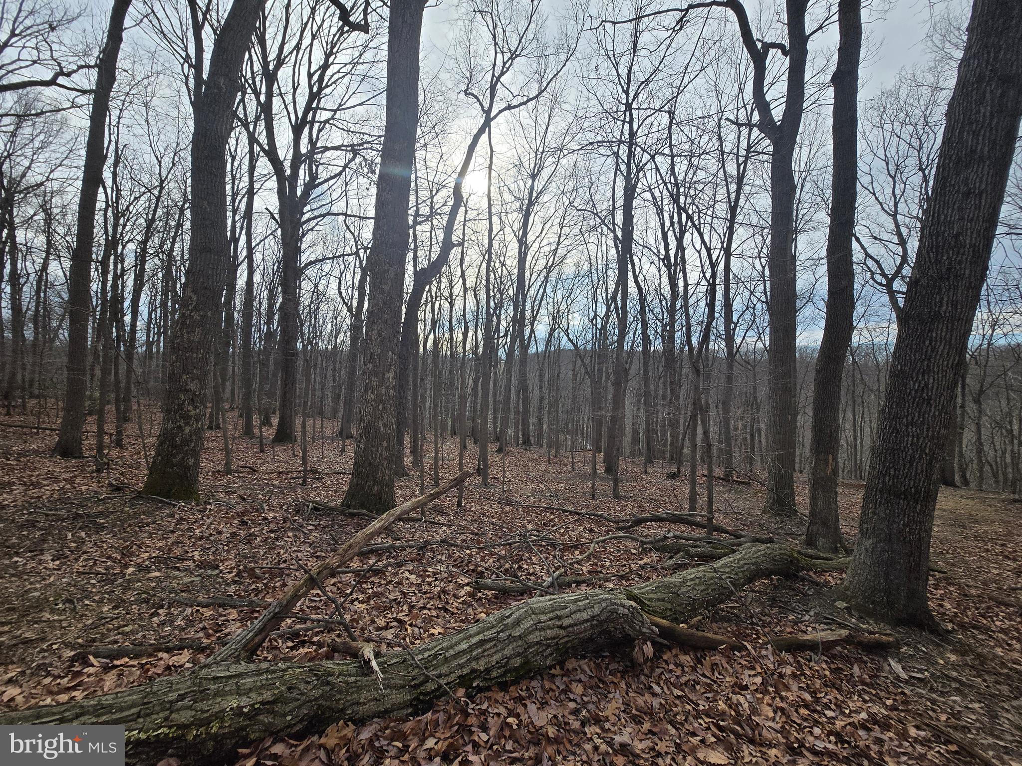 Parcel # 22 Parcel Road New Windsor, MD 21776 - Photo 8 of 26