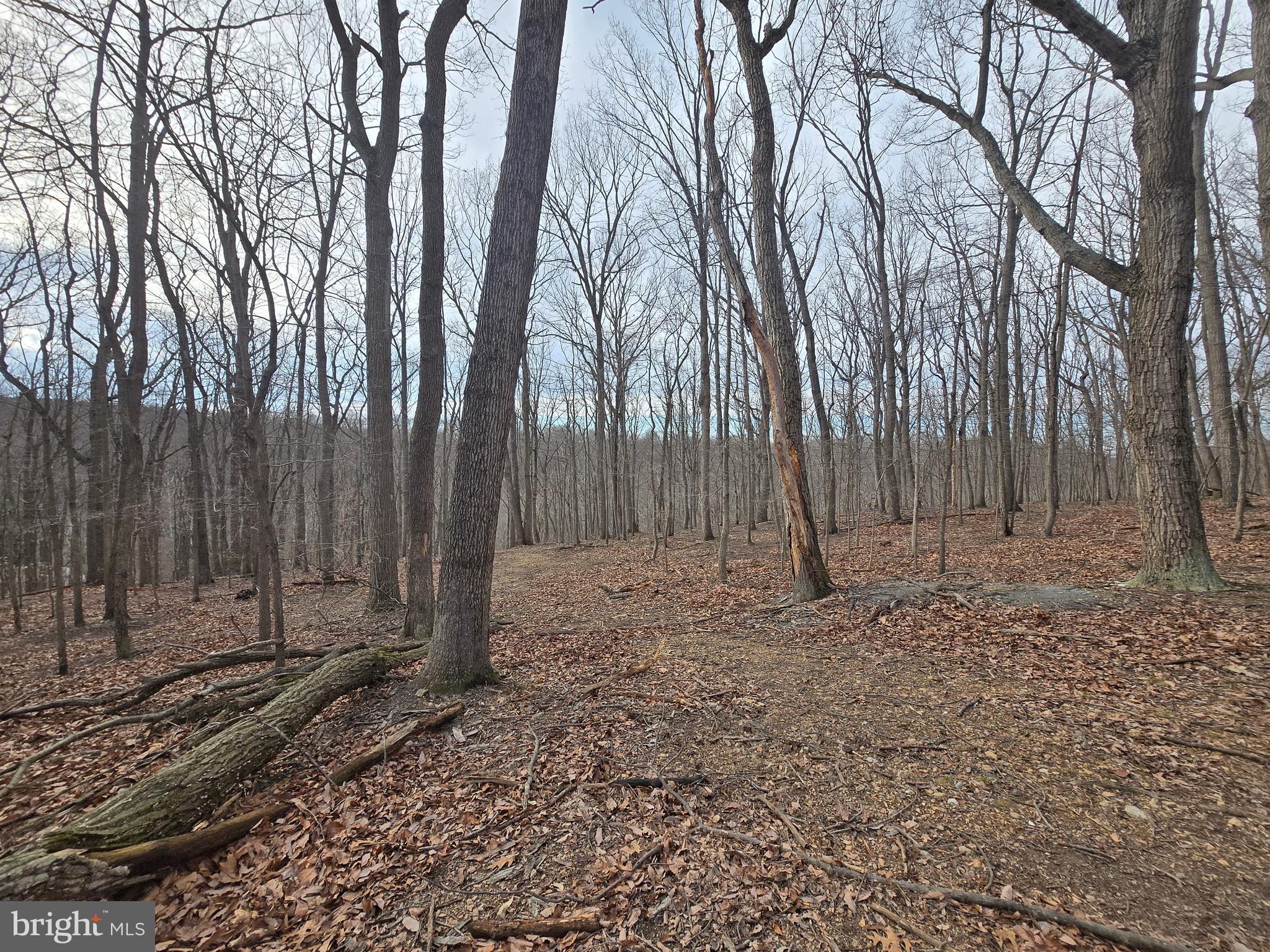 Parcel # 22 Parcel Road New Windsor, MD 21776 - Photo 9 of 26