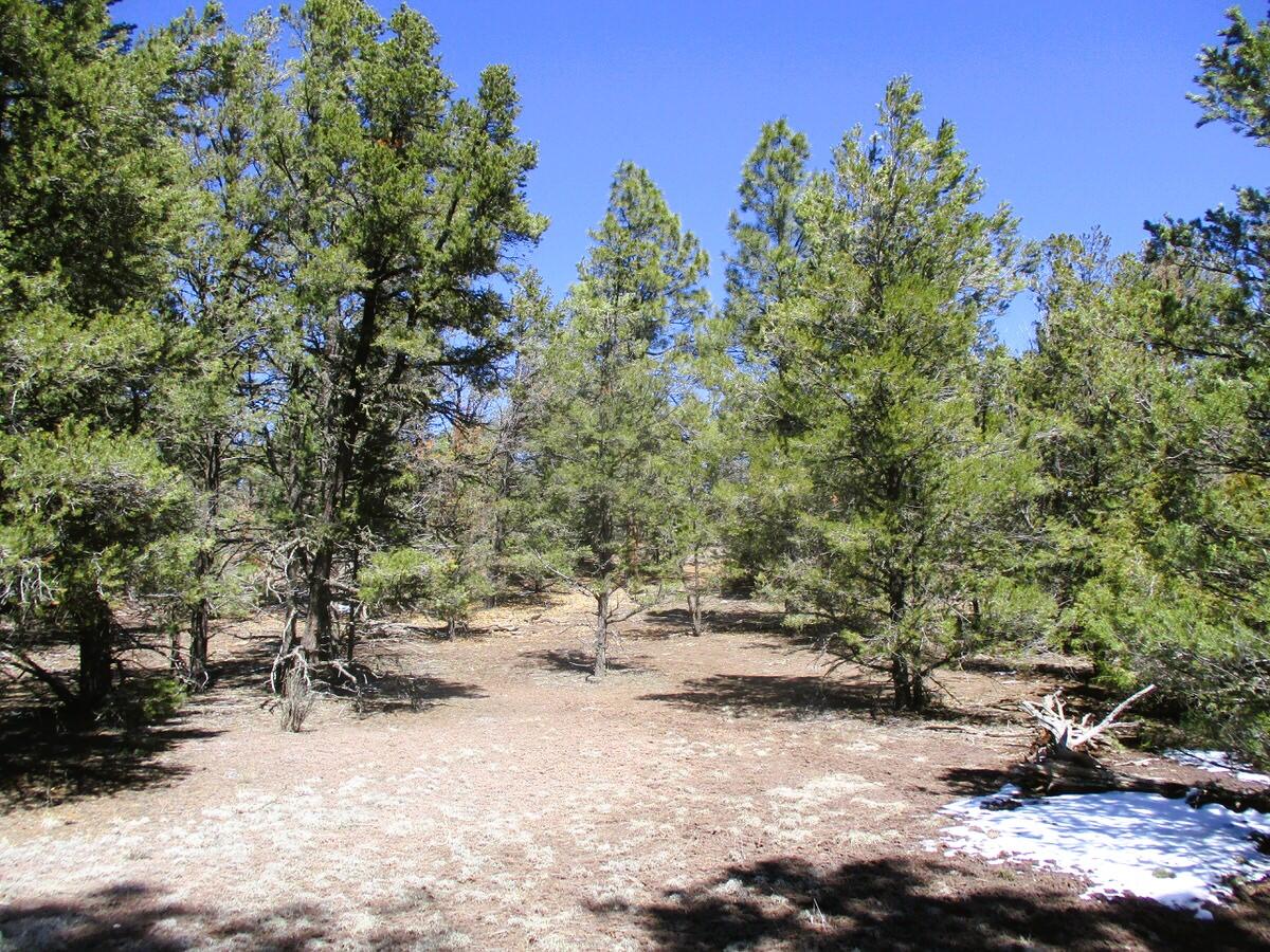 Lot 5 Copperweed Road Ramah, NM 87321 - Photo 27 of 88 Gallery Image 27