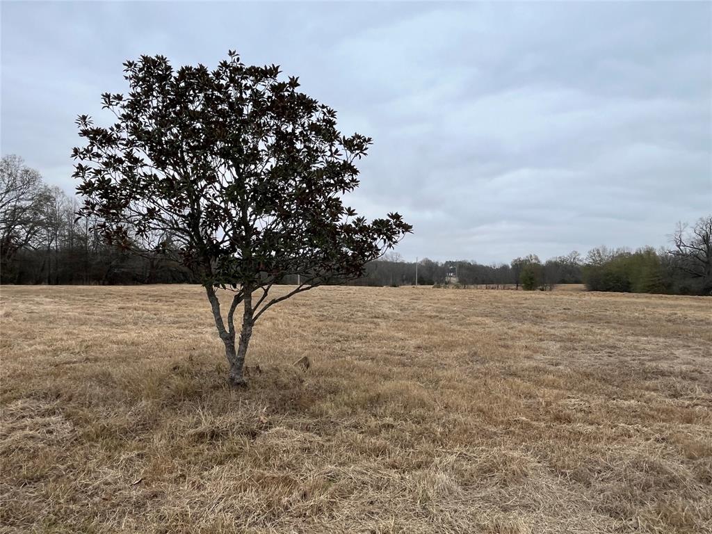 3771 County Road Detroit, TX 75436 - Photo 24 of 30 MAGNOLIA TREE