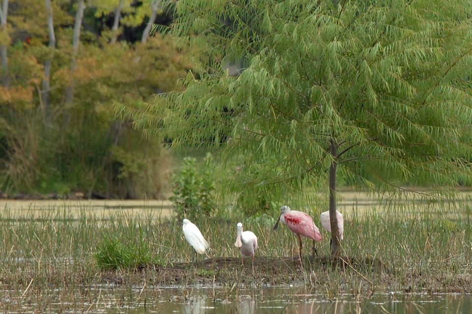 1114 Bringewood Chase Drive Spring, TX 77379 - Photo 20 of 20