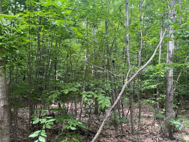 Green Briar Road Lake Ann, MI 49650 - Photo 15 of 16 1947287-7b791ab0-d0ae-49cc-8e2d-3e7b094846b9.JPG