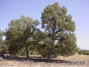 53770 North Bridge Canyon Road Seligman, AZ 86337 - Photo 10 of 12 Additional Photo