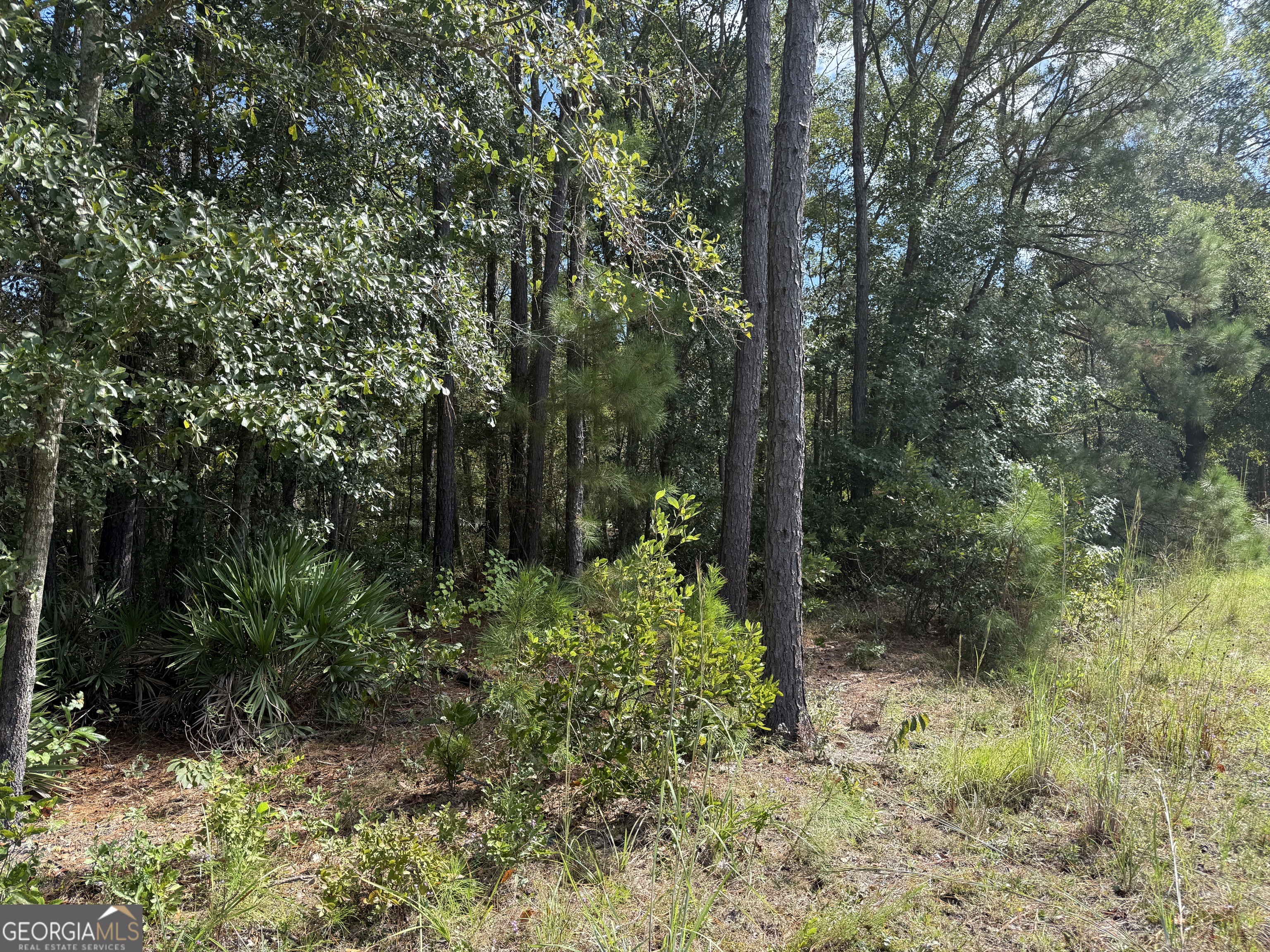 124 Oak Street Rincon, GA 31326 - Photo 8 of 10 a view of a forest with trees