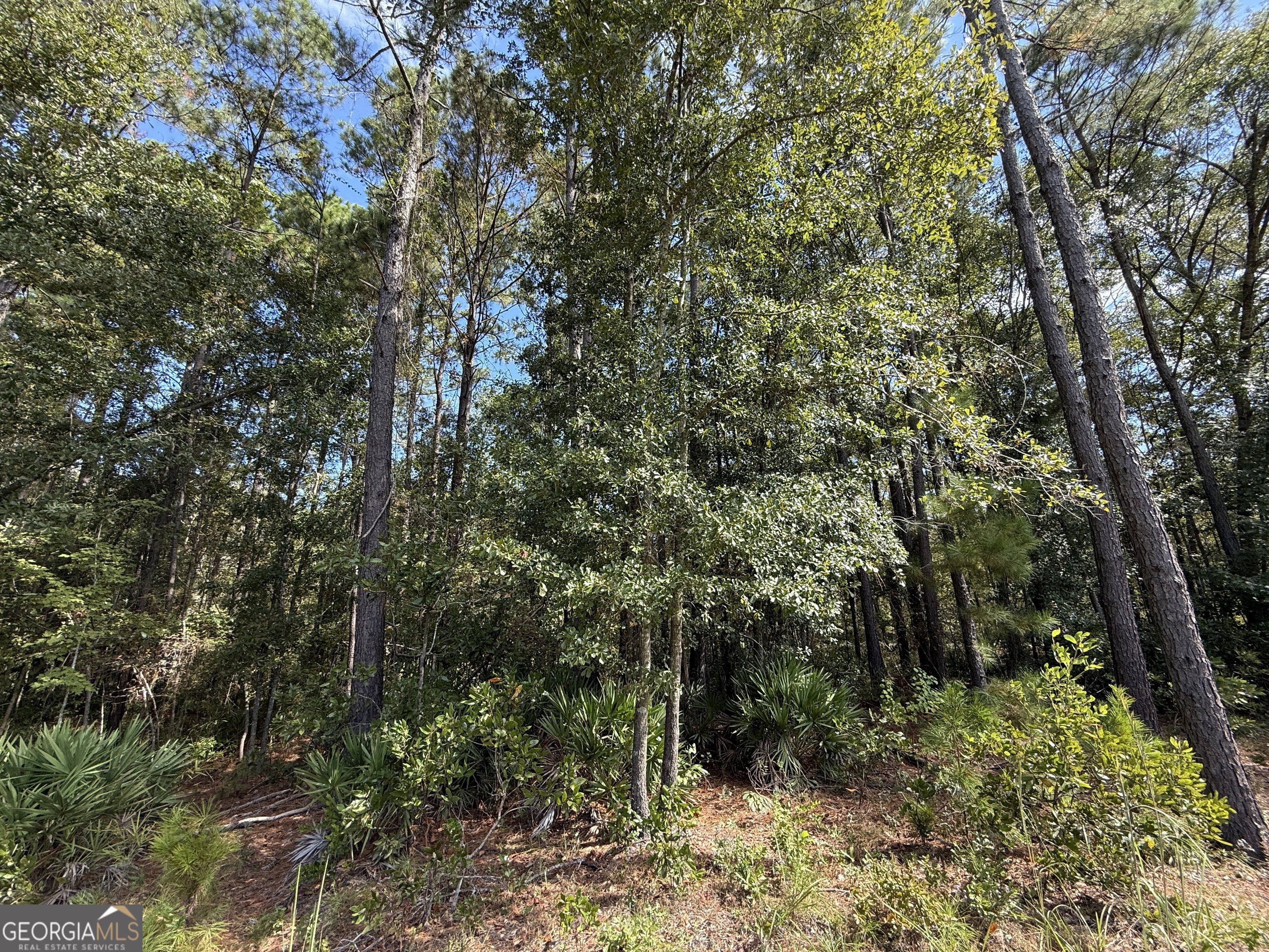 124 Oak Street Rincon, GA 31326 - Photo 9 of 10 a view of a forest with trees in the background