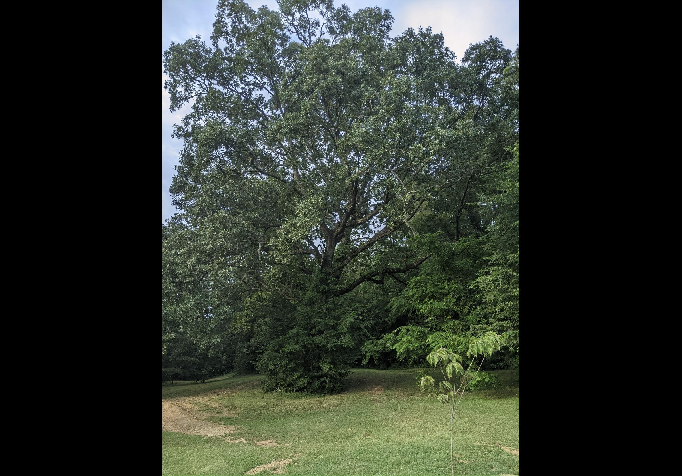 2180 Fish Hatchery Road Mohawk, TN 37810 - Photo 52 of 66 IMG_0485