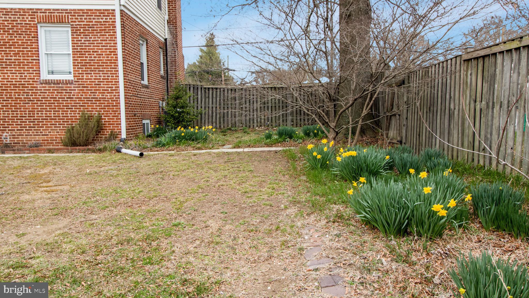 4607 Powder Mill Road Beltsville, MD 20705 - Photo 77 of 110 The Daffodils are blooming....