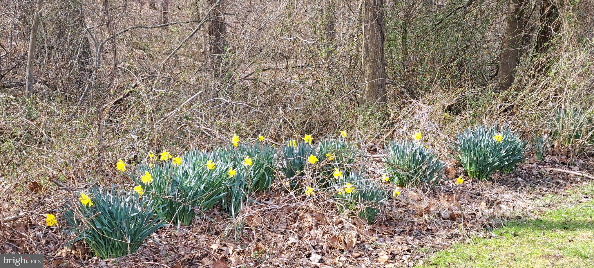 4607 Powder Mill Road Beltsville, MD 20705 - Photo 97 of 110 Daffodils Bloom along the trail every spring