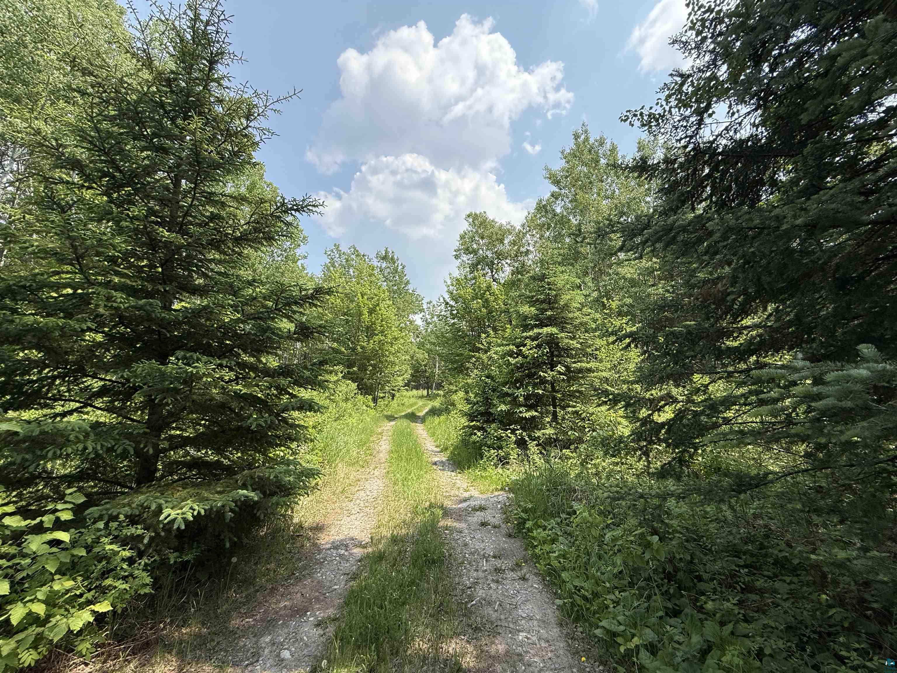 Tbd Samuelson Road Angora, MN 55703 - Photo 28 of 43 View of tree filled area