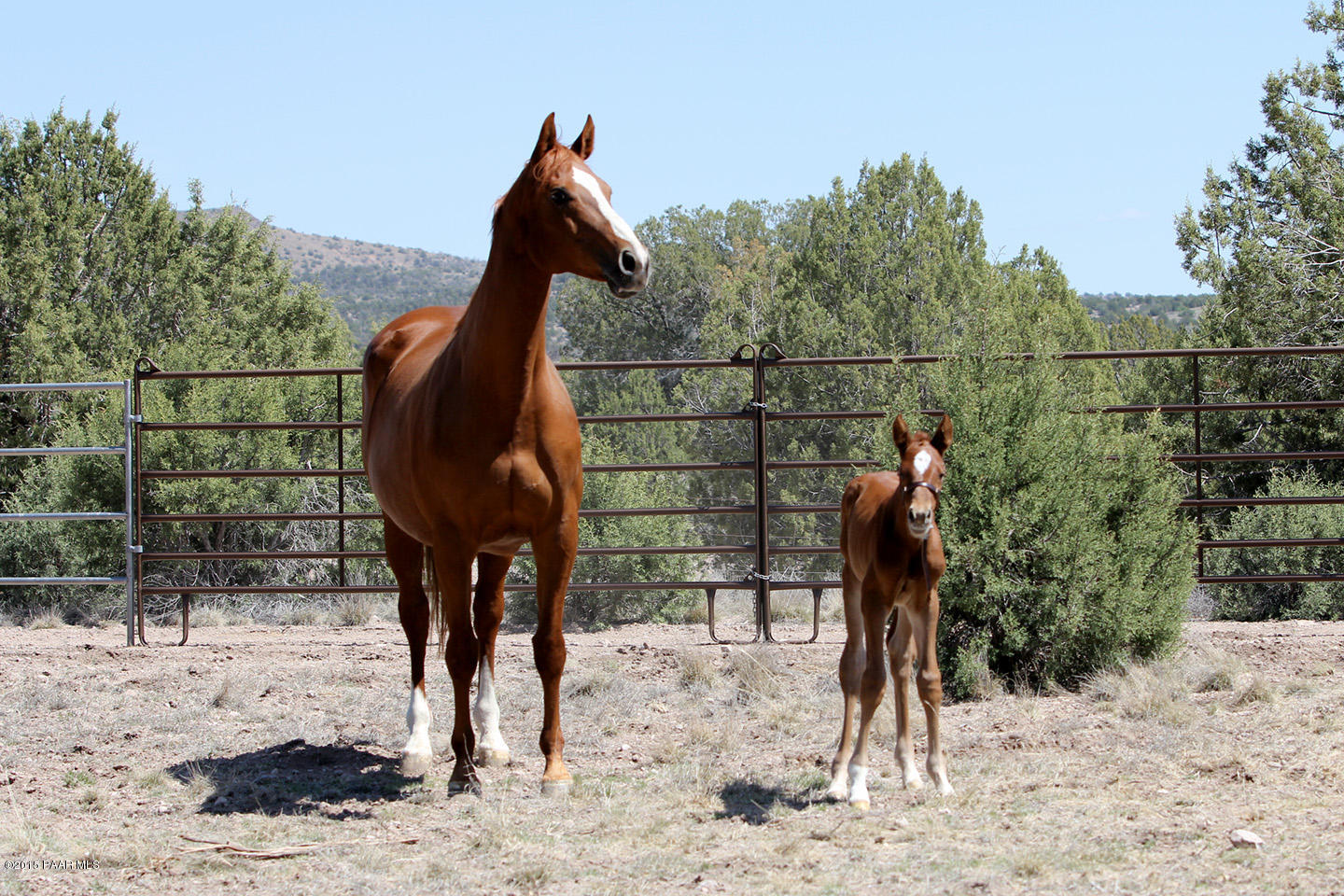 19925 North Lower Territory Road Prescott, AZ 86305 - Photo 37 of 41 a view of a yard