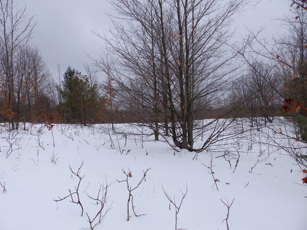 Keil Road Mancelona, MI 49659 - Photo 39 of 48 Gallery Image 39
