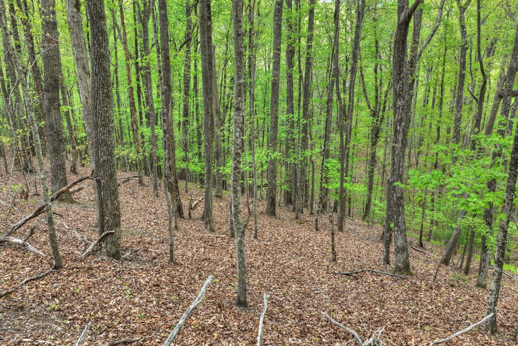 660 Ripshin Mountain Road Blue Ridge, GA 30513 - Photo 38 of 40