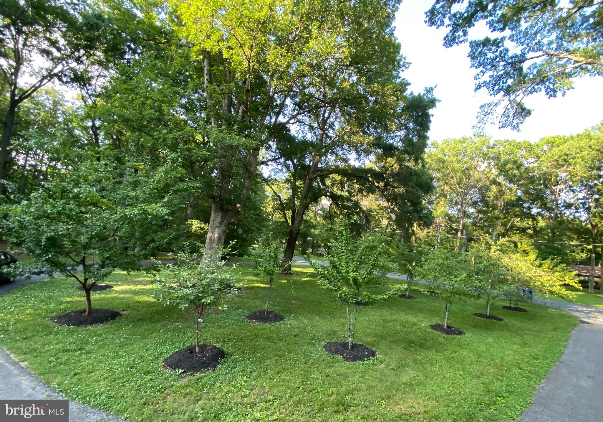 Fruit Tree Orchard. "Millions of Peaches...."