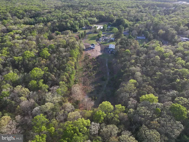 a view of a forest with a tree