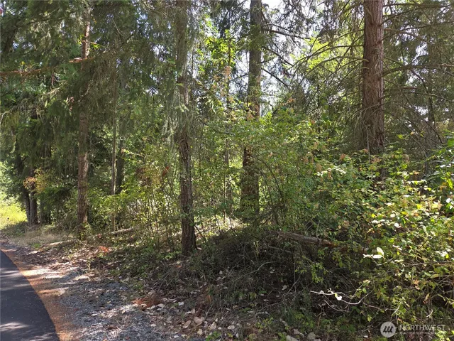 a view of a forest with lots of trees