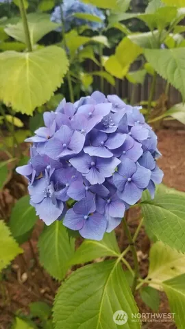 a view of a flowers in a yard