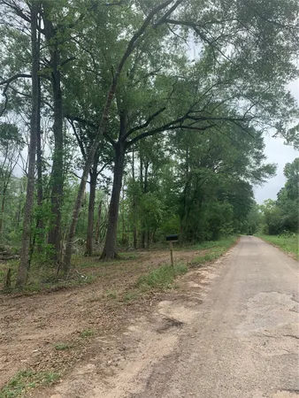a view of a forest with trees in the background