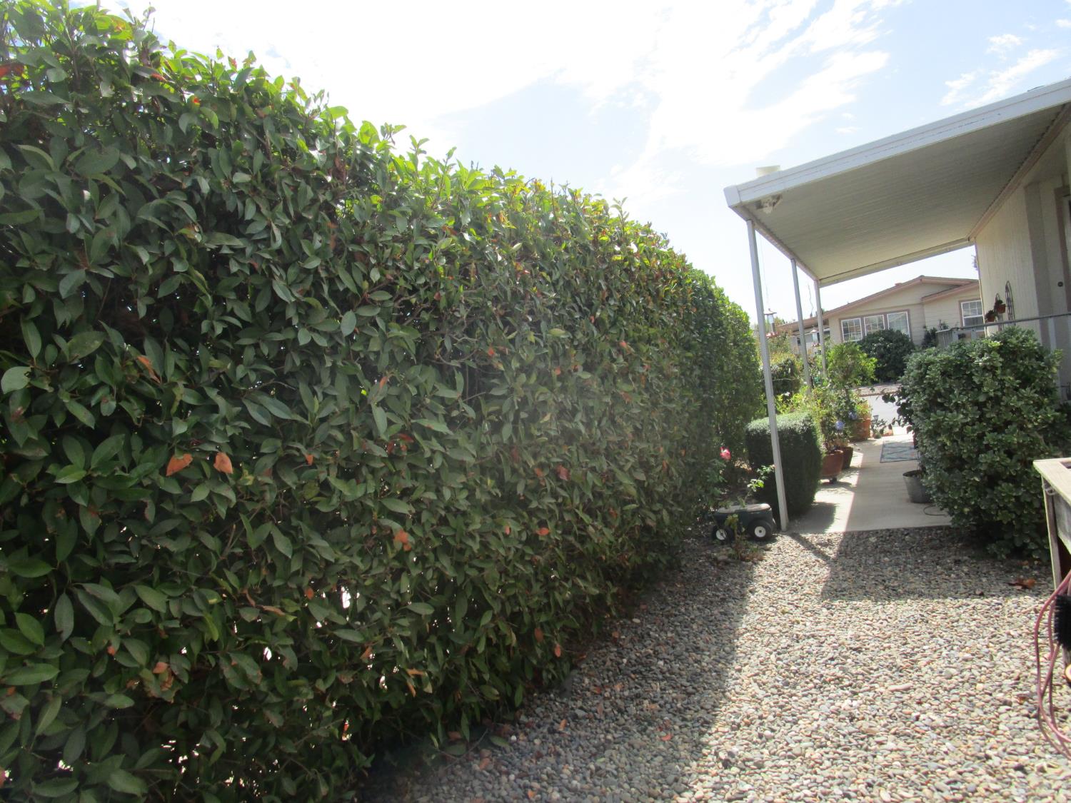 1500 Held Drive, Unit 94 Modesto, CA 95355 - Photo 22 of 32 Tall Privacy Hedges
