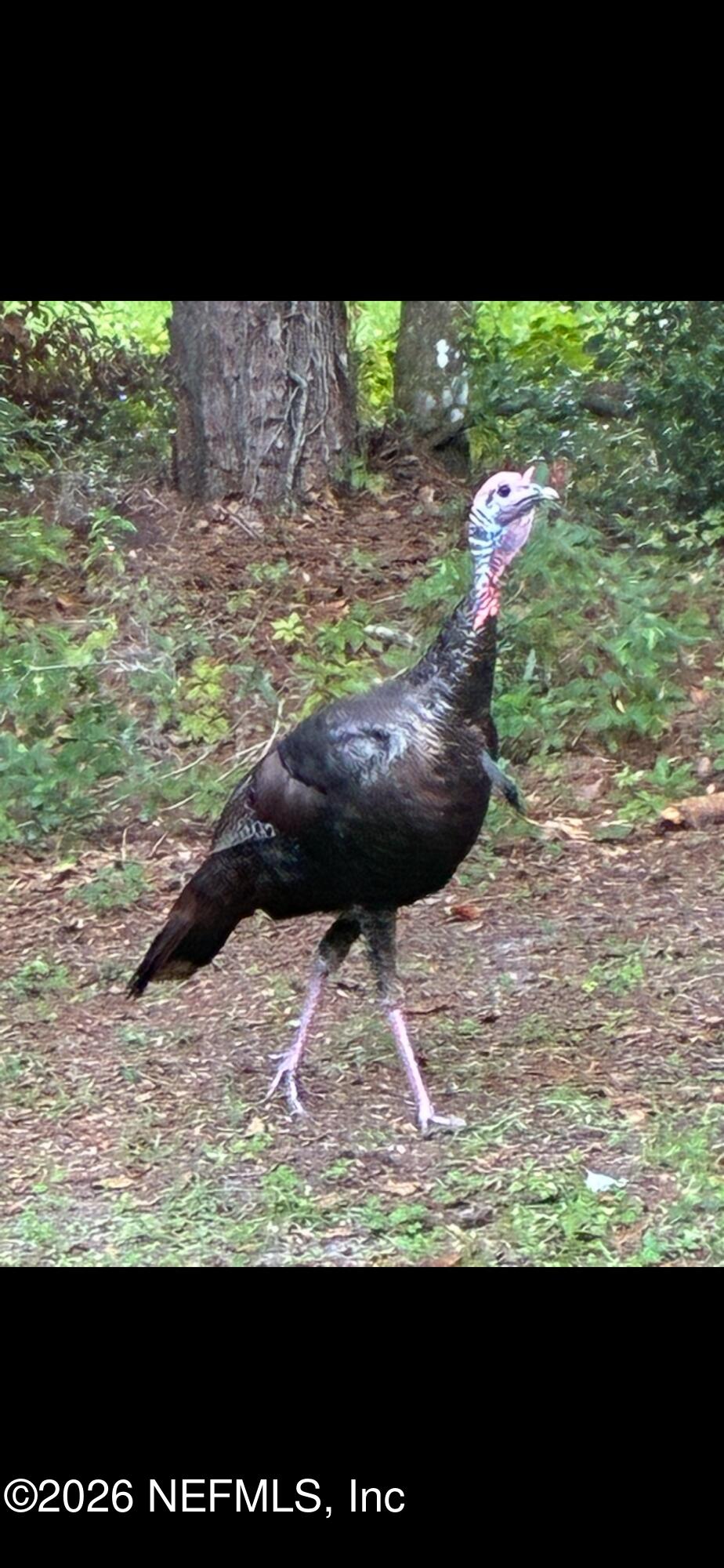 660 Old Welaka Road Satsuma, FL 32189 - Photo 9 of 28 a view of a swimming pool with an outdoor space