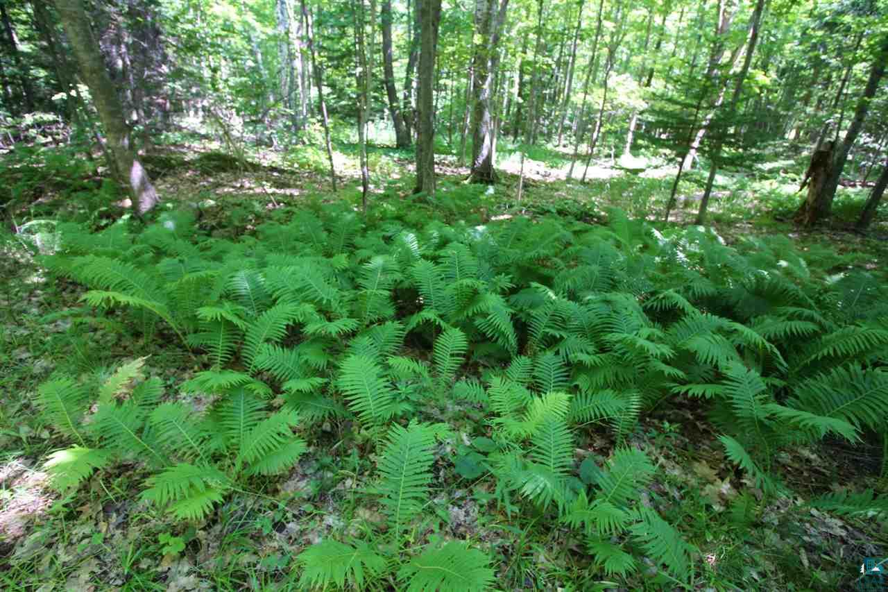 89-bbb Lot 2 Bark Point Road Herbster, WI 54844 - Photo 17 of 38 Gallery Image 17